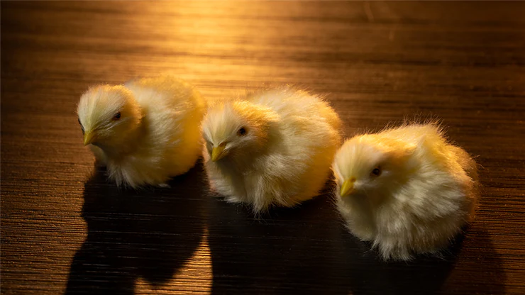 THE FINAL LOAD (Baby Chicks) by Murphy's Magic - Image 3
